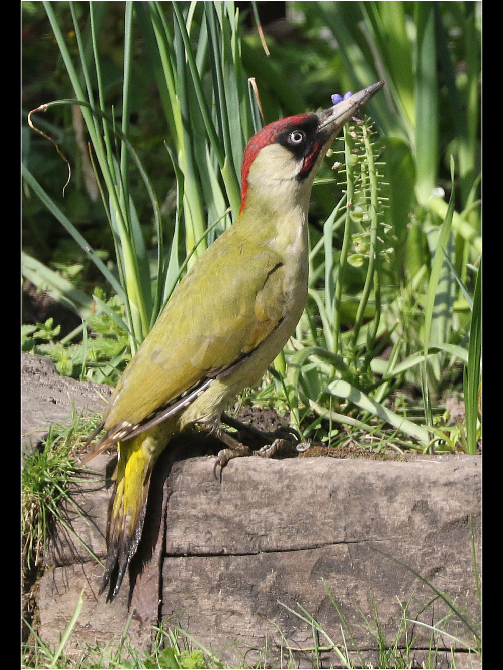 woodpecker alert